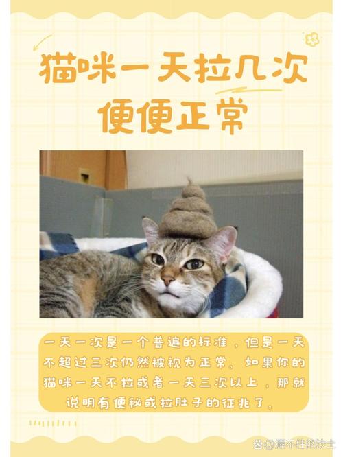 猫咪一天拉几次屎,猫咪频繁上猫厕但是没有便便?-第5张图片-后鲨宠物 猫咪一天拉几次屎,猫咪频繁上猫厕但是没有便便?-第5张图片-后鲨宠物