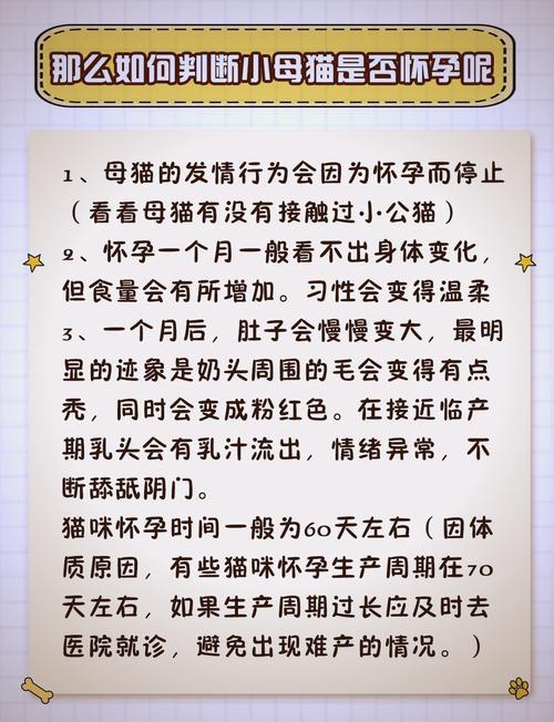  猫咪容易怀孕吗，猫咪容易怀孕吗