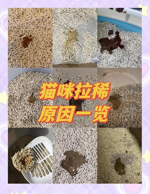 猫咪能不能喝酸奶,猫咪能否喝酸奶?-第3张图片-后鲨宠物 猫咪能不能喝酸奶,猫咪能否喝酸奶?-第3张图片-后鲨宠物