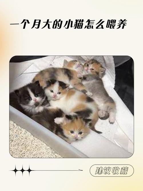  一个月的猫咪怎么喂养，一个月的猫咪怎么喂养比较好