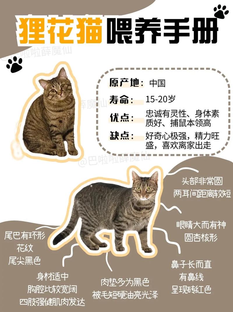  一个月的猫咪怎么喂养，一个月的猫咪怎么喂养比较好-第2张图片-后鲨宠物