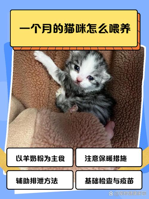  一个月的猫咪怎么喂养，一个月的猫咪怎么喂养比较好-第3张图片-后鲨宠物