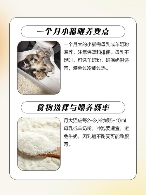  一个月的猫咪怎么喂养，一个月的猫咪怎么喂养比较好-第5张图片-后鲨宠物