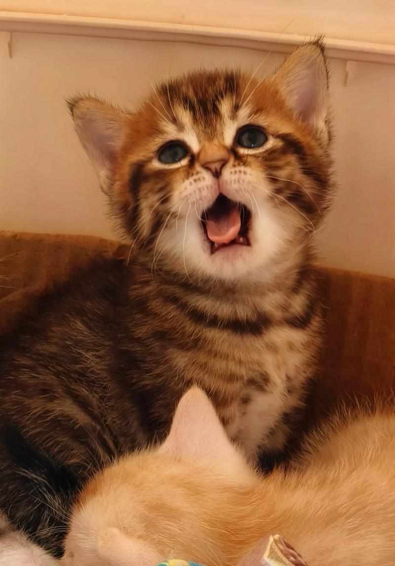  一个月的猫咪怎么喂养，一个月的猫咪怎么喂养比较好-第6张图片-后鲨宠物