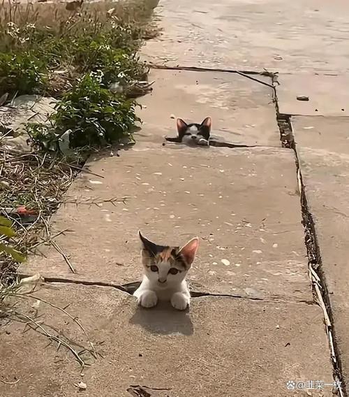 猫咪需要玩伴吗，猫咪需要陪她玩吗？-第3张图片-后鲨宠物