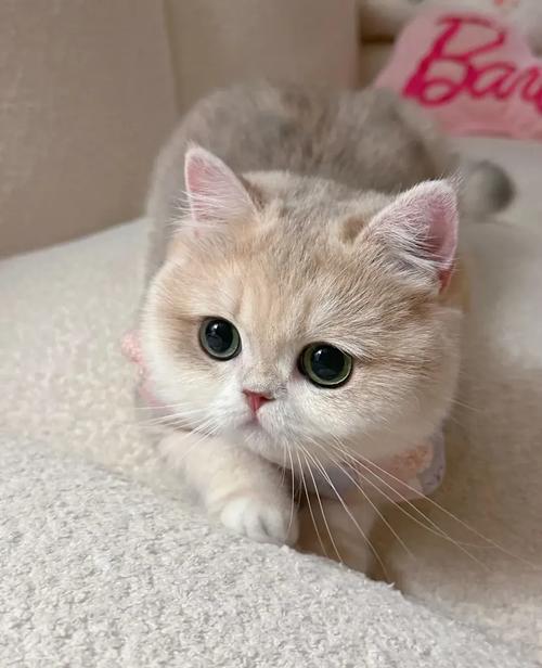 猫咪需要玩伴吗，猫咪需要陪她玩吗？-第5张图片-后鲨宠物