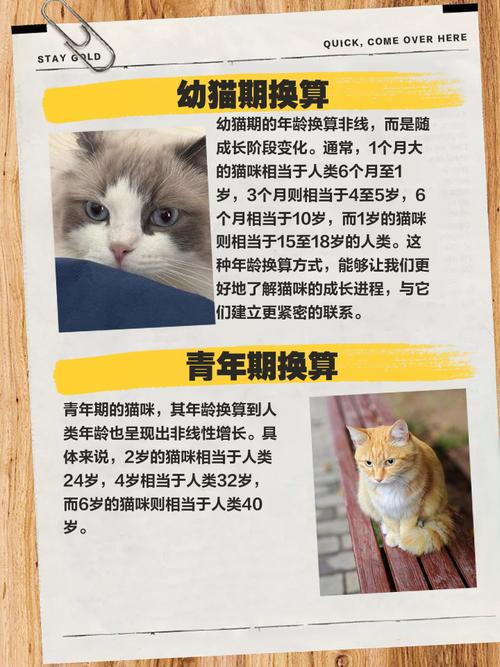 猫咪一年是几岁_猫年龄对照表012岁-第1张图片-后鲨宠物 猫咪一年是几岁_猫年龄对照表012岁-第1张图片-后鲨宠物