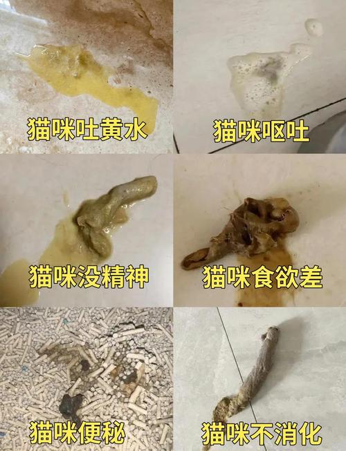 猫咪毛球症怎么治疗比较好_猫咪毛球症如何治疗-第3张图片-后鲨宠物 猫咪毛球症怎么治疗比较好_猫咪毛球症如何治疗-第3张图片-后鲨宠物