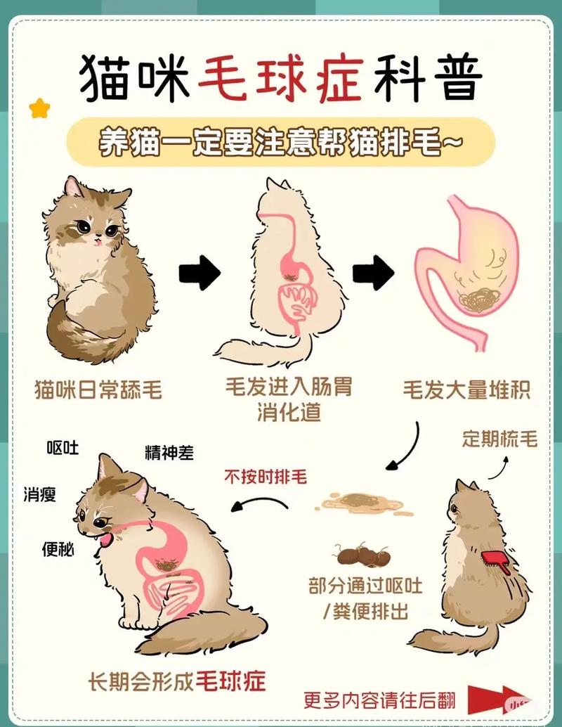 猫咪毛球症怎么治疗比较好_猫咪毛球症如何治疗-第5张图片-后鲨宠物 猫咪毛球症怎么治疗比较好_猫咪毛球症如何治疗-第5张图片-后鲨宠物