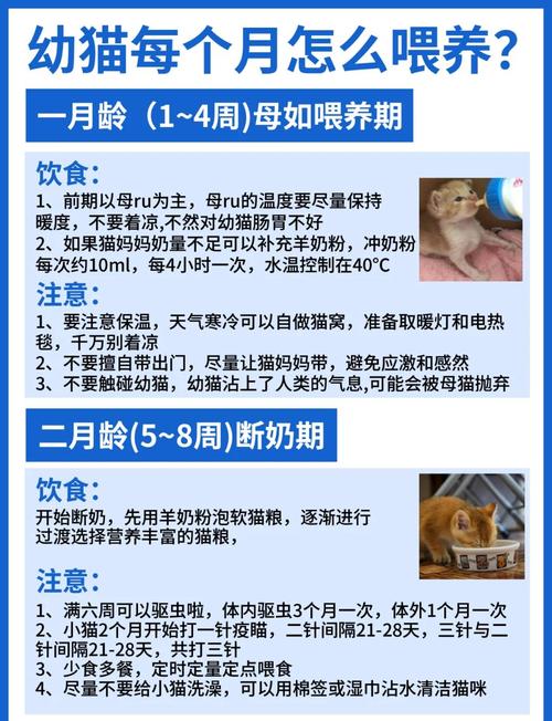 刚出生的小猫咪吃什么，刚出生的小猫 吃什么？-第2张图片-后鲨宠物