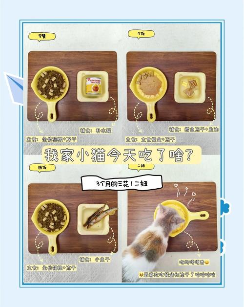 刚出生的小猫咪吃什么，刚出生的小猫 吃什么？-第3张图片-后鲨宠物