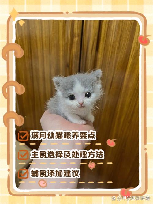 刚出生的小猫咪吃什么，刚出生的小猫 吃什么？-第4张图片-后鲨宠物