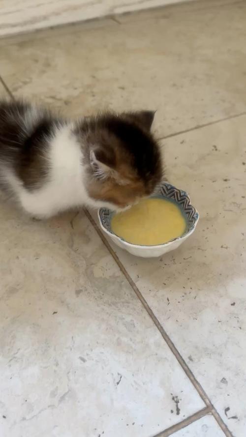 刚出生的小猫咪吃什么，刚出生的小猫 吃什么？-第6张图片-后鲨宠物