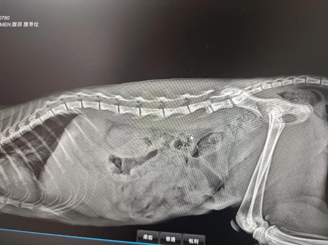 猫咪受伤了怎么办,猫咪受伤了能自愈吗-第1张图片-后鲨宠物 猫咪受伤了怎么办,猫咪受伤了能自愈吗-第1张图片-后鲨宠物