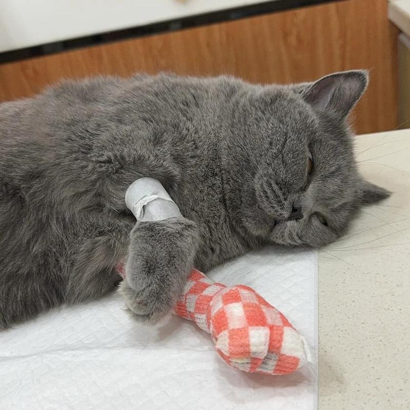 猫咪受伤了怎么办,猫咪受伤了能自愈吗-第2张图片-后鲨宠物 猫咪受伤了怎么办,猫咪受伤了能自愈吗-第2张图片-后鲨宠物