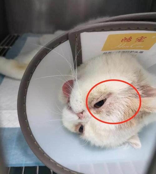 猫咪受伤了怎么办,猫咪受伤了能自愈吗-第3张图片-后鲨宠物 猫咪受伤了怎么办,猫咪受伤了能自愈吗-第3张图片-后鲨宠物