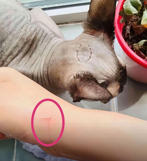 猫咪受伤了怎么办,猫咪受伤了能自愈吗-第5张图片-后鲨宠物 猫咪受伤了怎么办,猫咪受伤了能自愈吗-第5张图片-后鲨宠物